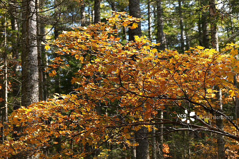吉林延边安图县长白山景区秋季谷底森林风光图片素材