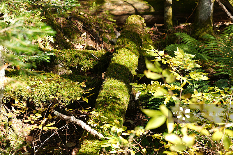 吉林延边安图县长白山景区秋季谷底森林苔藓图片素材
