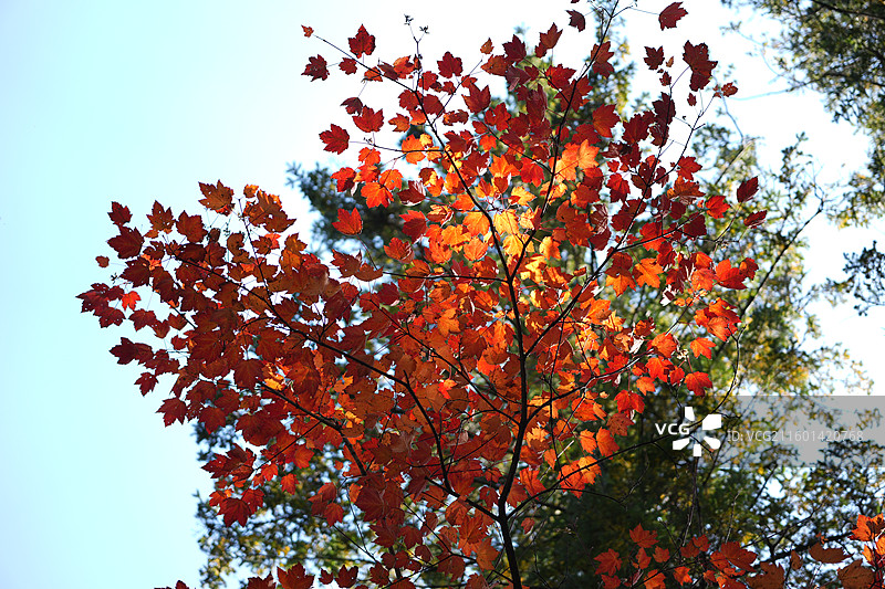 吉林延边安图县长白山景区秋季谷底森林风光图片素材