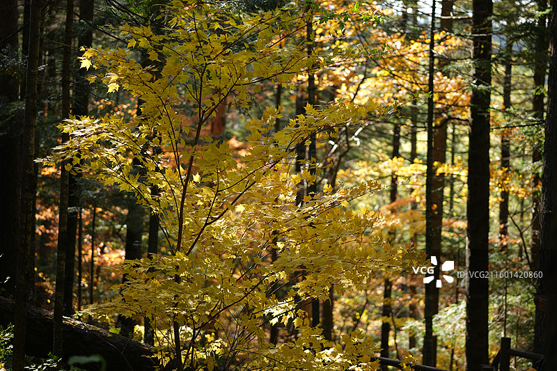 吉林延边安图县长白山景区秋季谷底森林风光图片素材