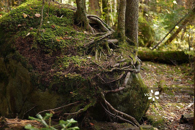 吉林延边安图县长白山景区秋季谷底森林苔藓图片素材