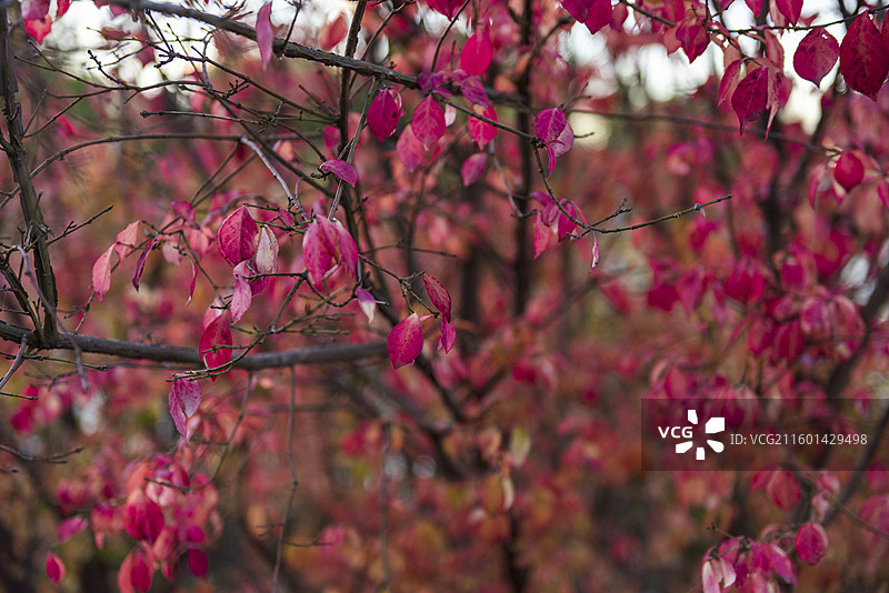 秋天的卫矛 北京海淀公园 红色叶子图片素材