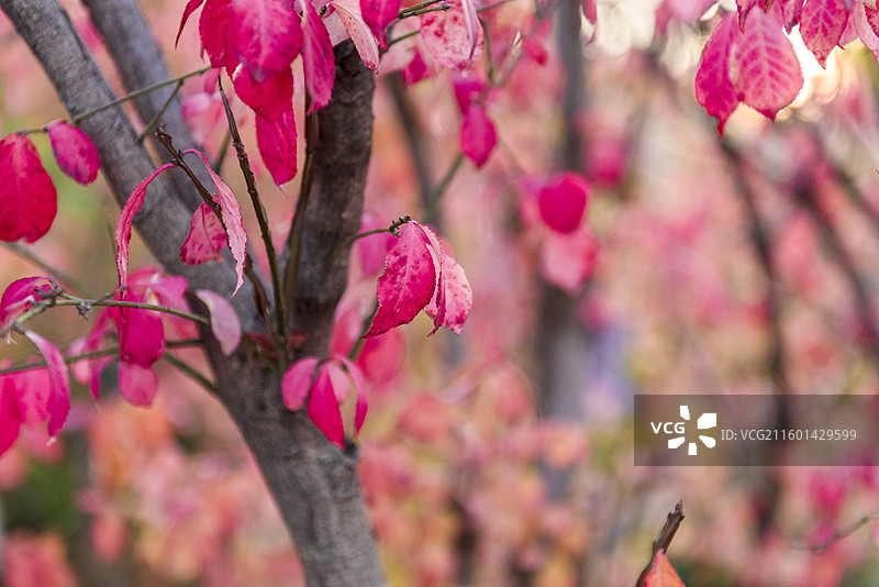 秋天的卫矛 北京海淀公园 红色叶子图片素材