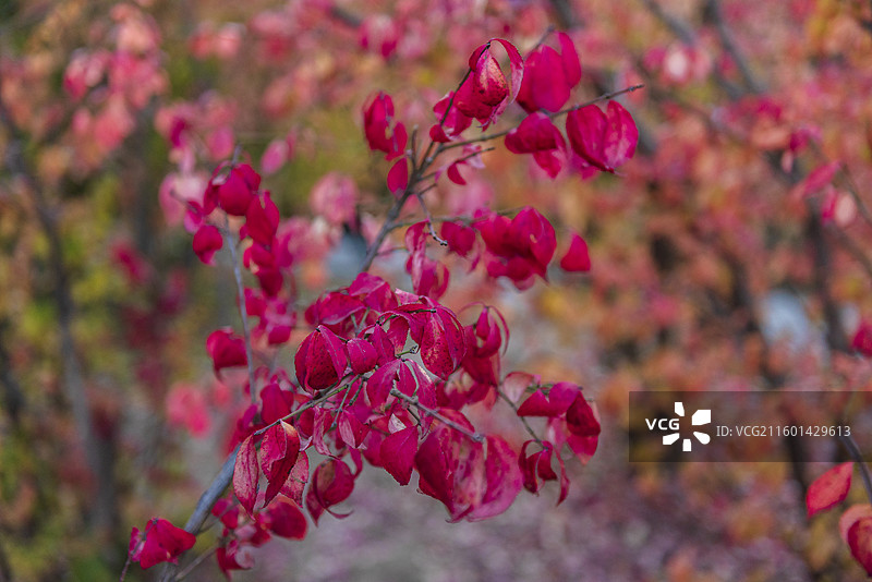 秋天的卫矛 北京海淀公园 红色叶子图片素材