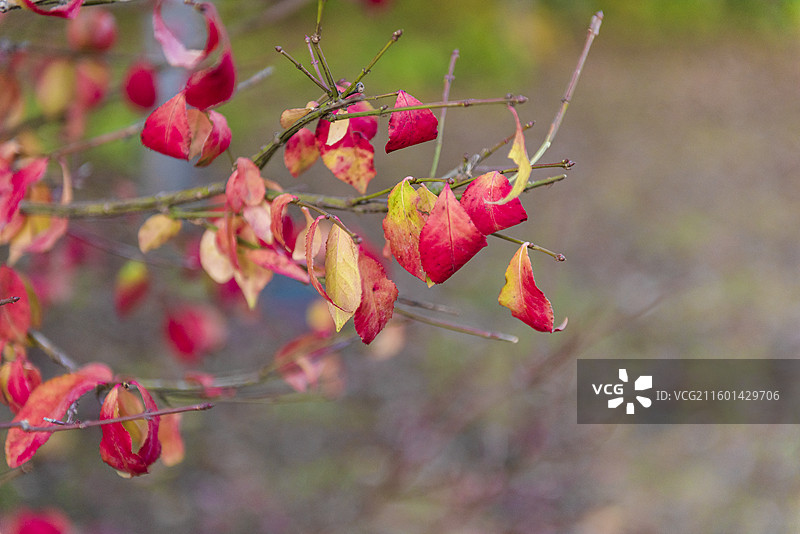 秋天的卫矛 北京海淀公园 红色叶子图片素材