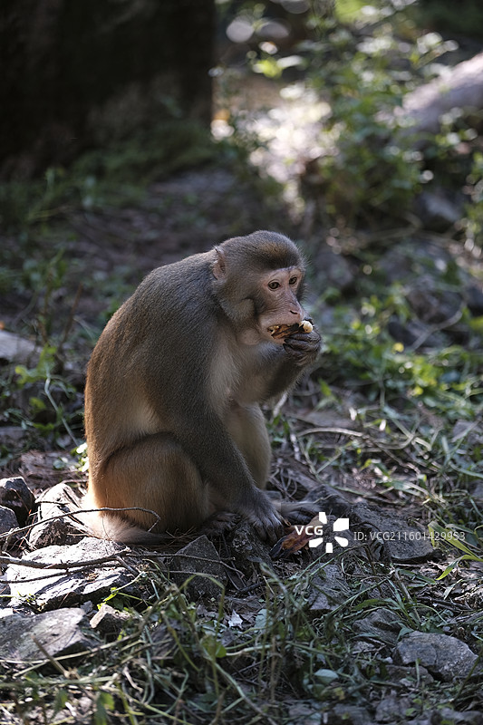 广西桂平龙潭国家森林公园里的猕猴图片素材
