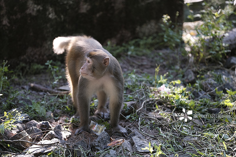 广西桂平龙潭国家森林公园里的猕猴图片素材