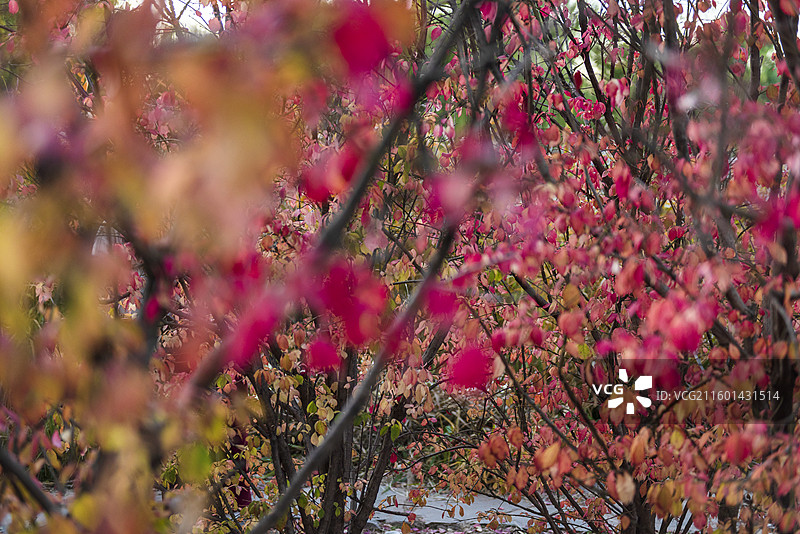 秋天的卫矛 北京海淀公园 红色叶子图片素材
