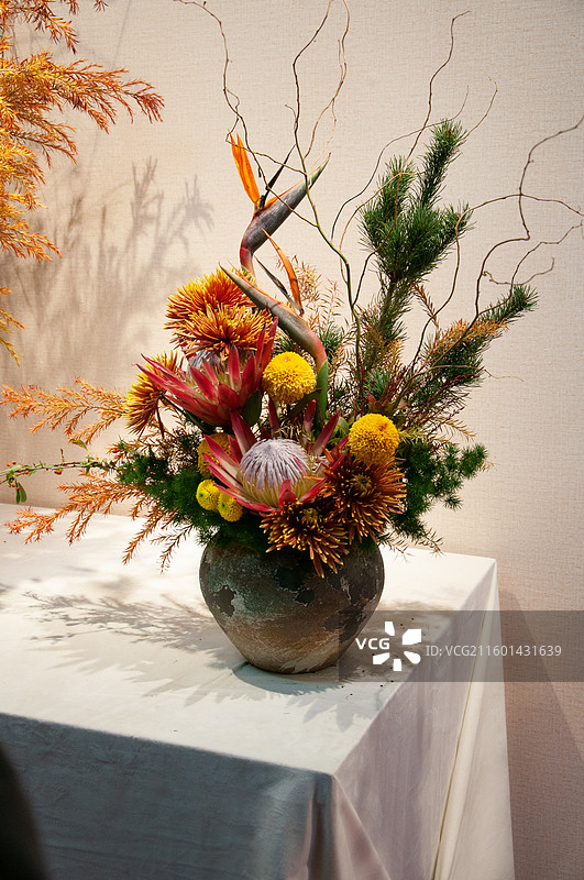 盛开的菊花图片素材