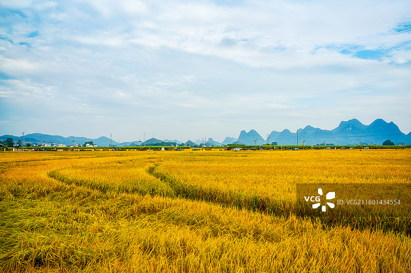 中国柳州柳城稻花飘香喀斯特地貌下的金色稻田图片素材