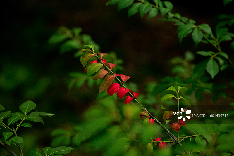 卫矛叶片特写图片素材