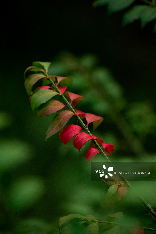 卫矛叶片特写图片素材