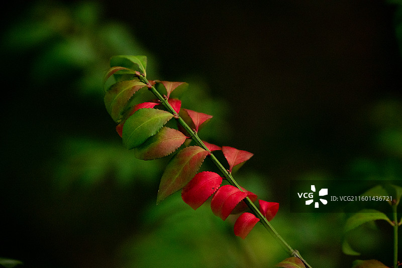 卫矛叶片特写图片素材