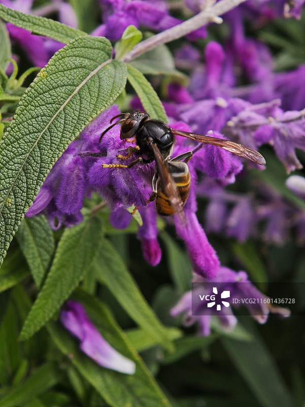 11月在盛开的墨西哥鼠尾草上采蜜的西方蜜蜂图片素材