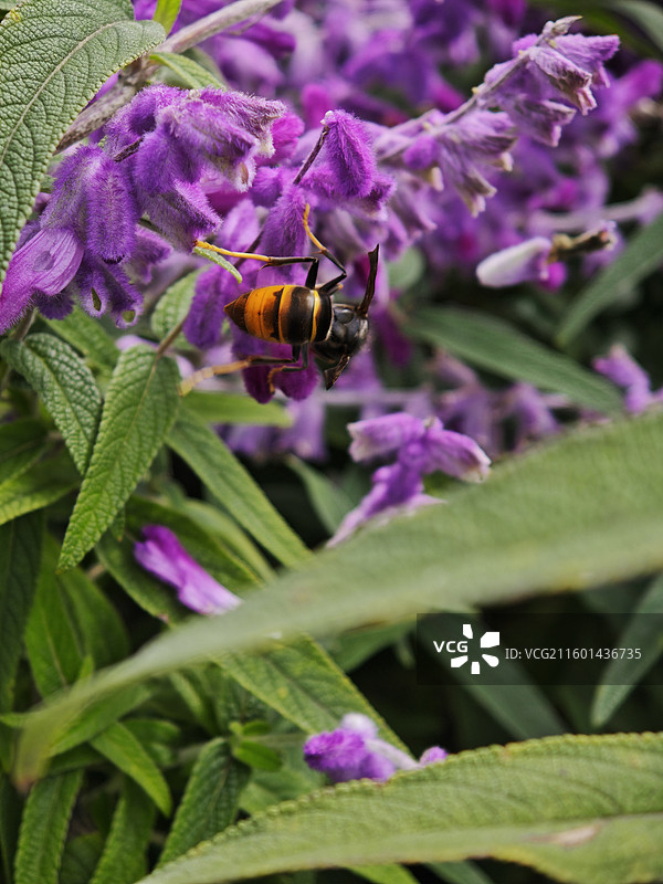 11月在盛开的墨西哥鼠尾草上采蜜的西方蜜蜂图片素材