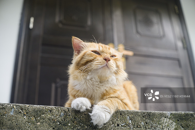 高傲的胖橘猫图片素材