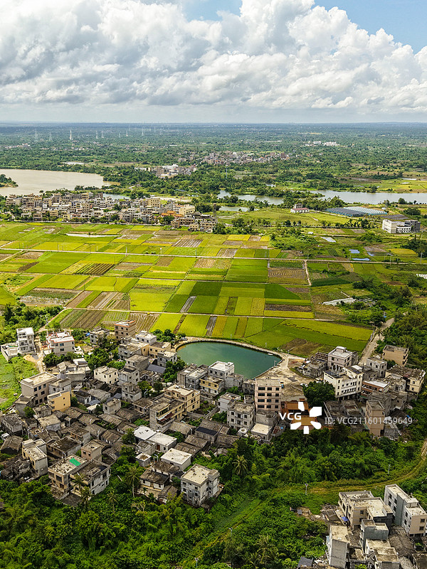 海南海口龙泉镇：五一椰子头的稻田图片素材