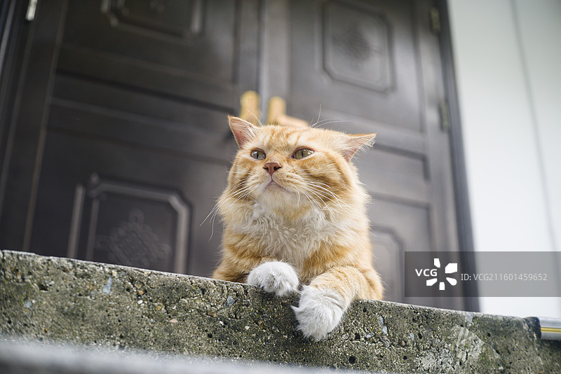 高傲的胖橘猫图片素材