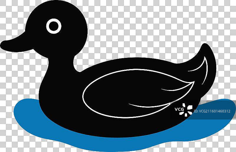 水中的鸊鷉，白色背景图片素材