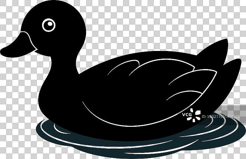 白背景下的水禽图片素材