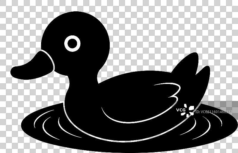 水中的鸊鷉，白色背景图片素材