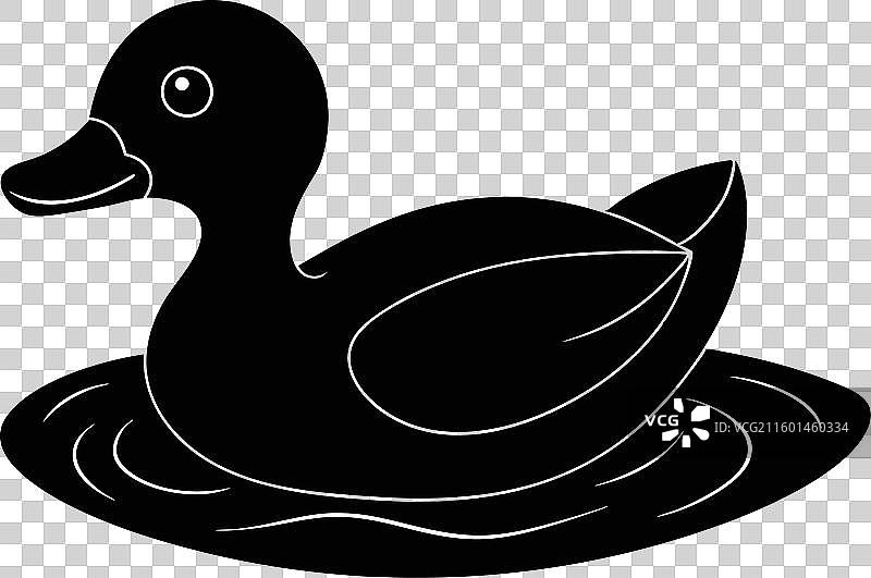 水中的鸊鷉，白色背景图片素材