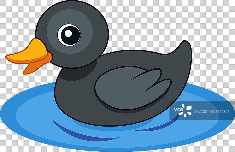 水中的骨顶鸡，白色背景图片素材