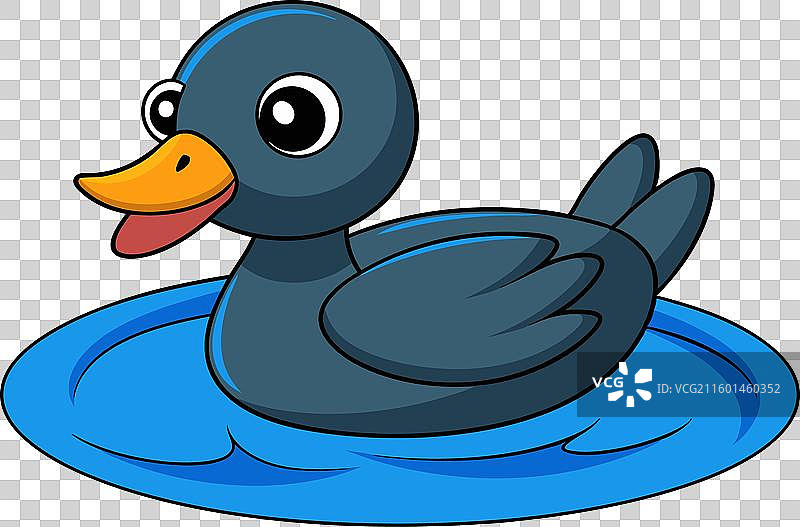 水中的鸊鷉，白色背景图片素材