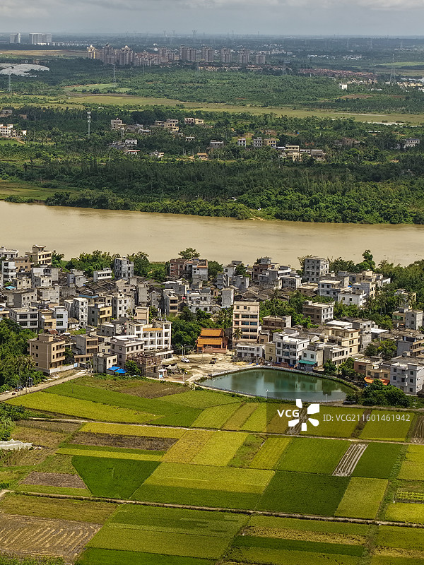 海南南渡江：五一椰子头的稻田图片素材