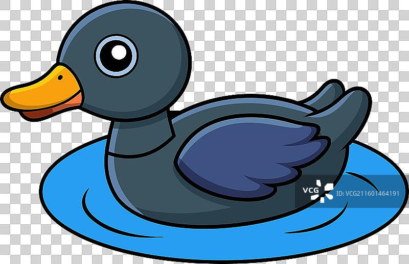 水中的鸊鷉，白色背景图片素材