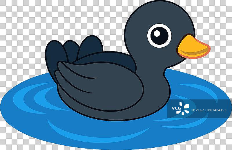 水中的鸊鷉，白色背景图片素材