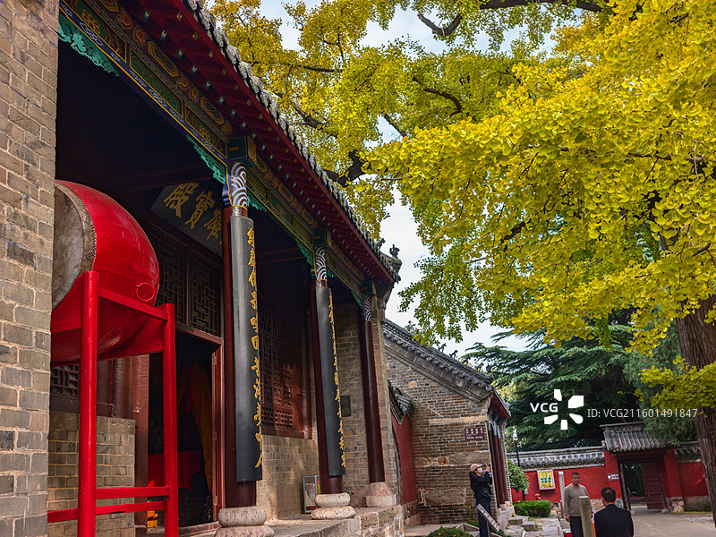 秋天，莒县浮来山定林寺的银杏树图片素材