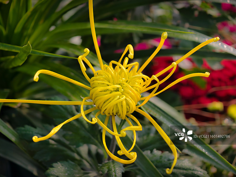 菊花34  武汉市第42届金秋菊展图片素材