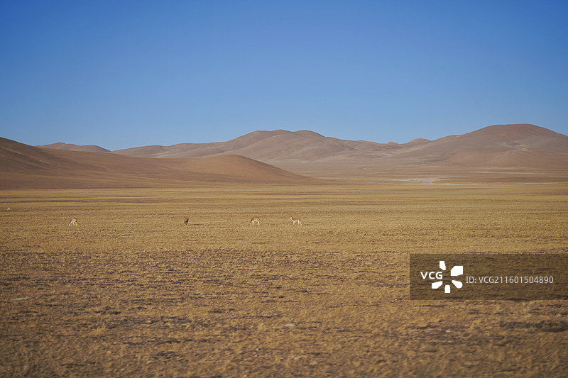 西藏双湖县附近的高原精灵图片素材