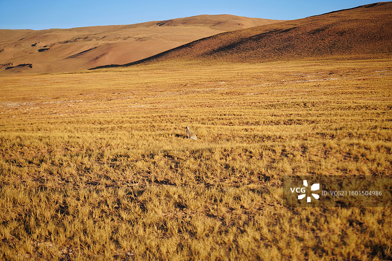 西藏双湖县附近的高原精灵图片素材