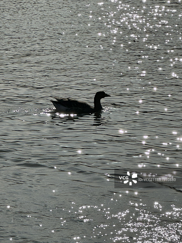 黄昏下的鹅戏水图片素材