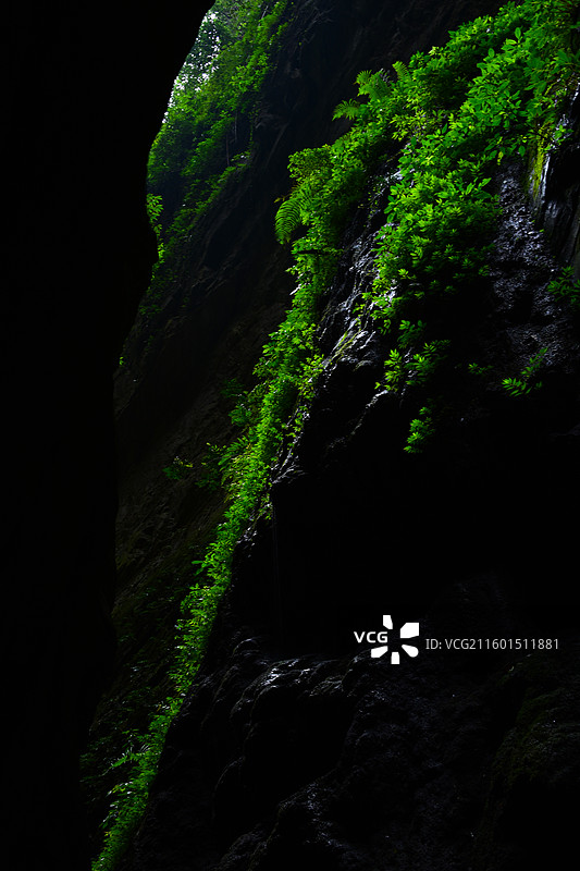 武陵山大裂谷 峡谷 天坑地缝 苔藓 自然景观图片素材