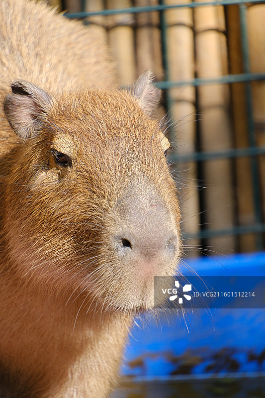 水豚卡皮巴拉特写野生动物图片素材
