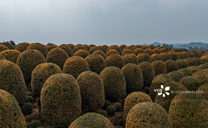 秋天杭州桂博园修剪整齐的球形桂花树，桂花飘香图片素材