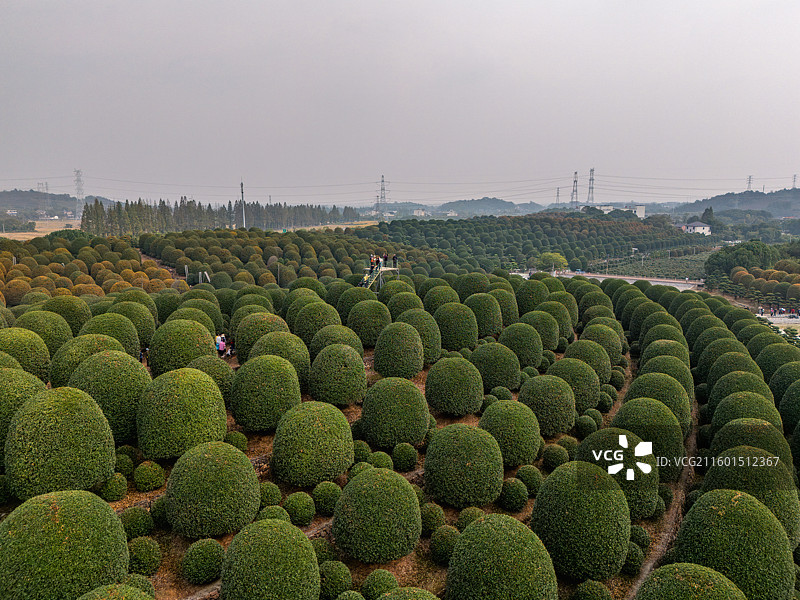秋天杭州桂博园修剪整齐的球形桂花树，桂花飘香图片素材