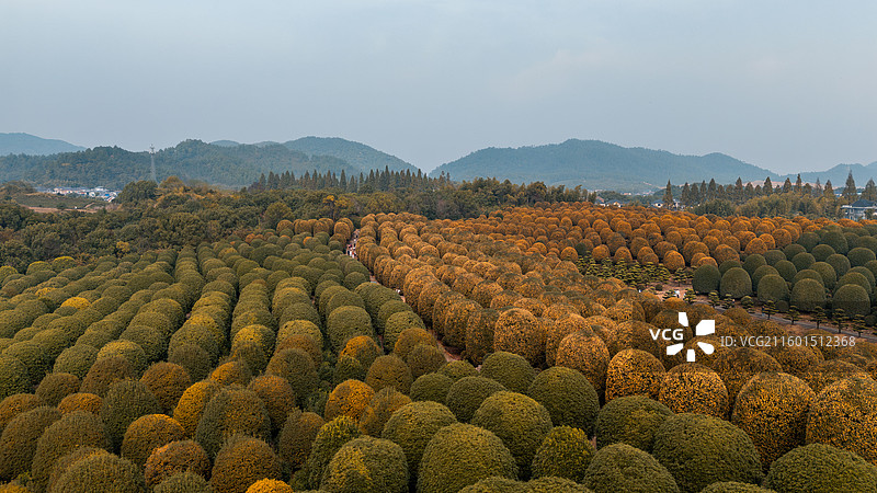 秋天杭州桂博园修剪整齐的球形桂花树，桂花飘香图片素材