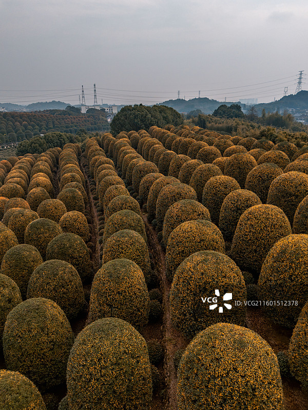 秋天杭州桂博园修剪整齐的球形桂花树，桂花飘香图片素材
