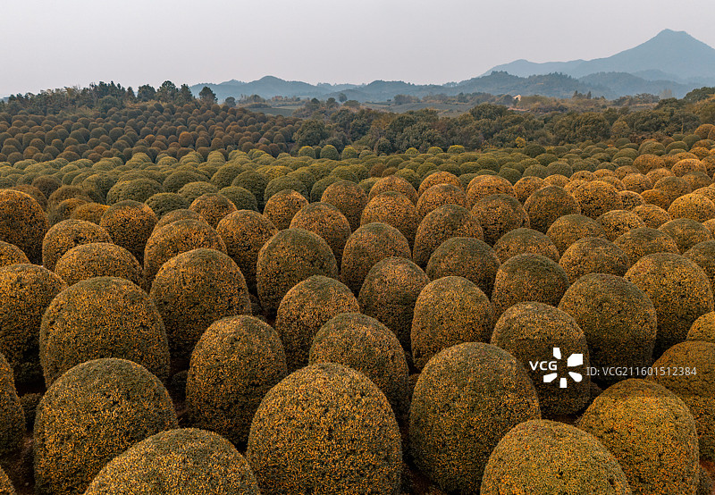 秋天杭州桂博园修剪整齐的球形桂花树，桂花飘香图片素材