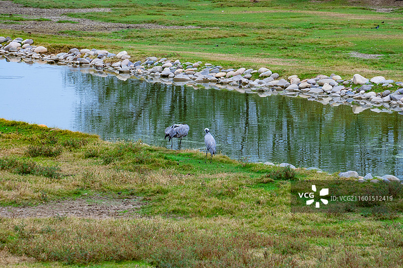 南海子公园河边灰鹤图片素材