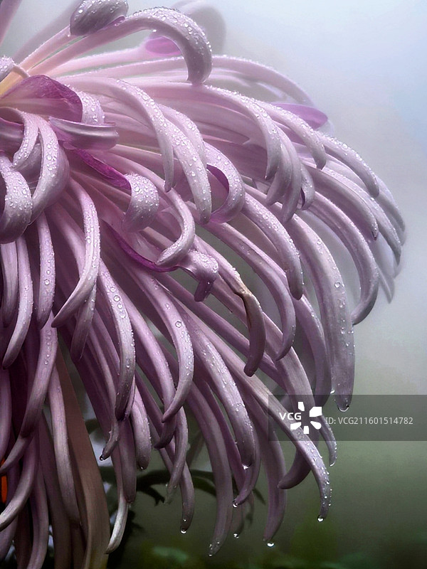 成都市人民公园菊花展图片素材