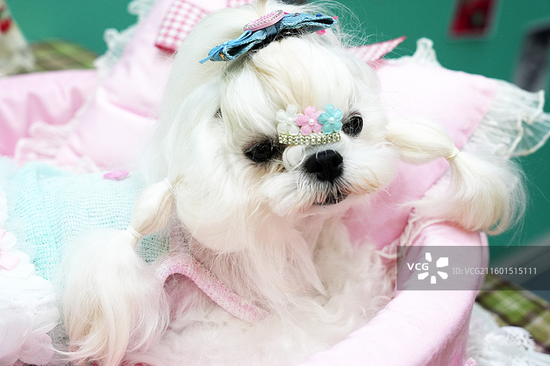 打扮漂亮躺在宠物窝里的西施犬图片素材