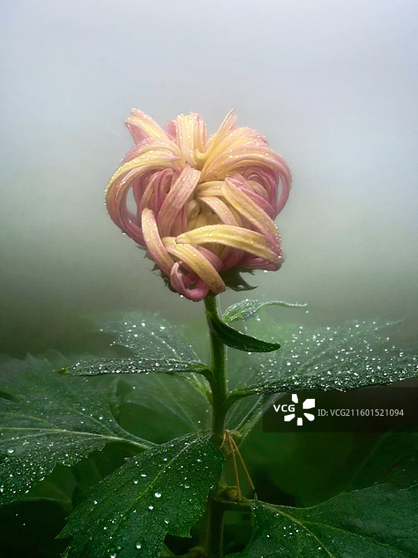 成都市人民公园菊花展图片素材