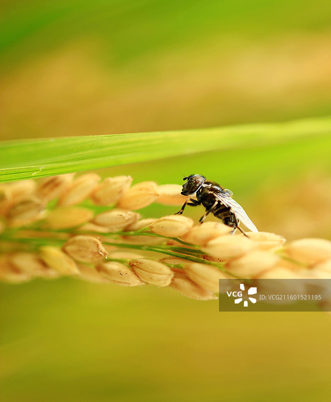 稻穗上的访客图片素材