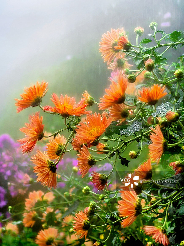 成都市人民公园菊花展图片素材