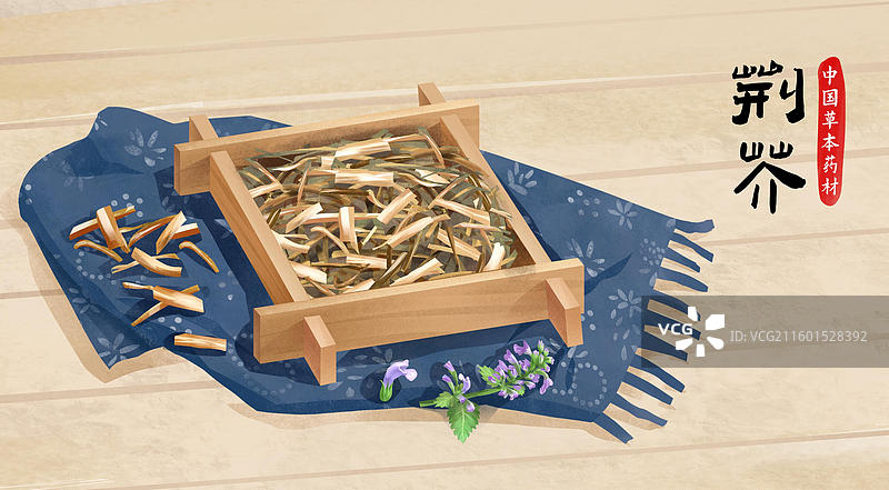 中国传统文化中草药药材之 荆芥 插画海报图片素材